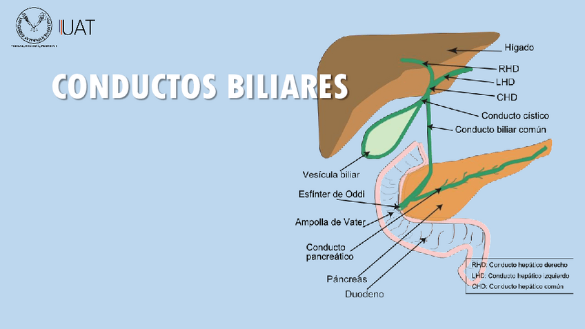 Miniatura del documento COLECISTITIS.pdf