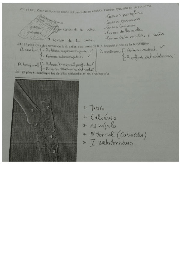 Miniatura del documento PDF-CON-EXAMENES.pdf
