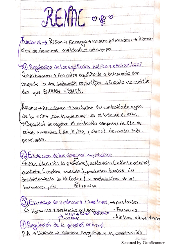 Miniatura del documento Renal-generalides.pdf