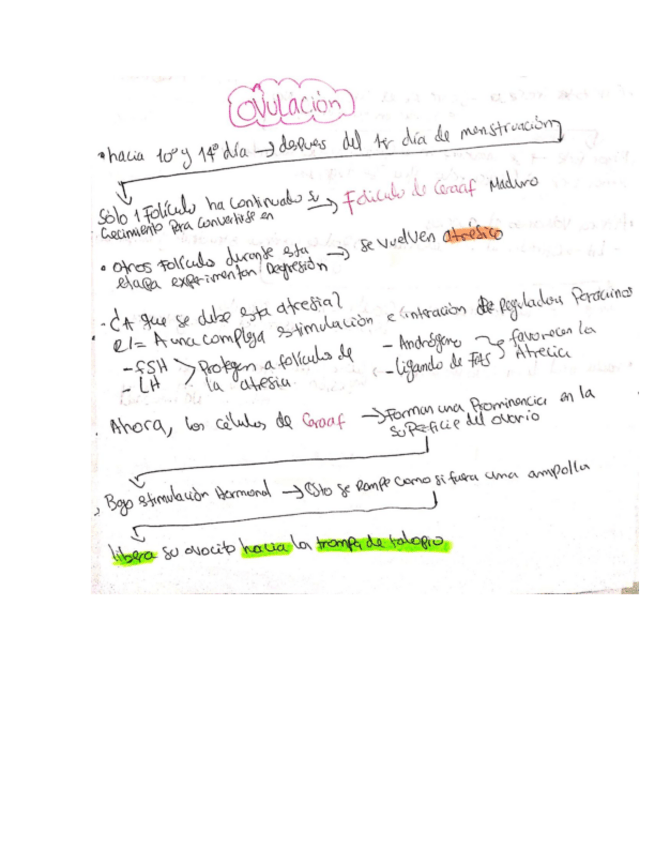 Miniatura del documento ovulacioon.pdf