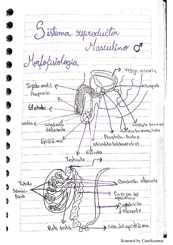 Miniatura del documento Sist-reproductor-masculino.pdf