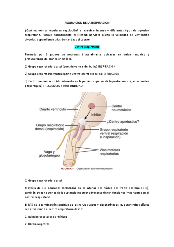 Miniatura del documento REGULACION-DE-LA-RESPIRACION-POR-NATY.pdf