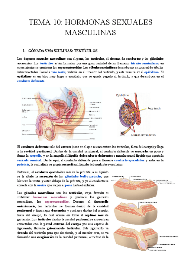 Miniatura del documento TEMA-10-HORMONAS-SEXUALES-MASCULINAS-CORREGIDO.pdf