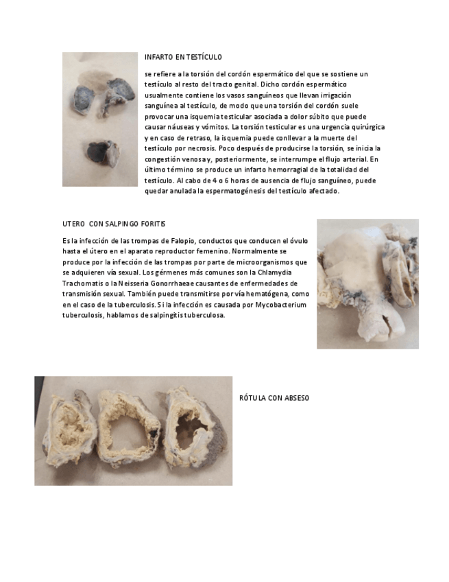Miniatura del documento imagenes-organografia.pdf