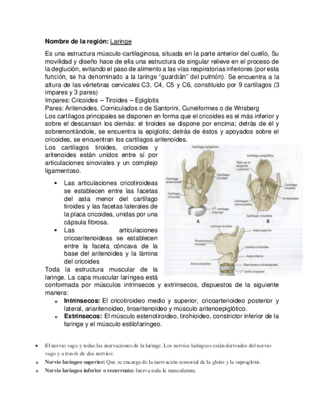 Miniatura del documento laringe.pdf