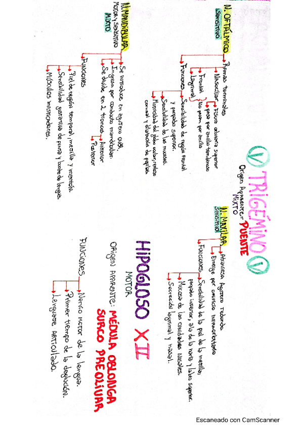 Miniatura del documento nervio-trigemino.pdf