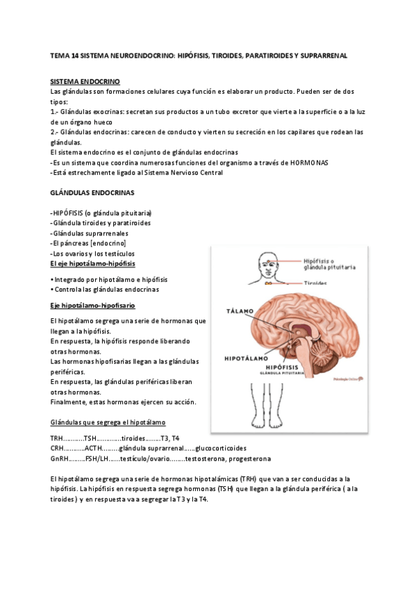 Miniatura del documento Tema-14-anatomia-1.pdf