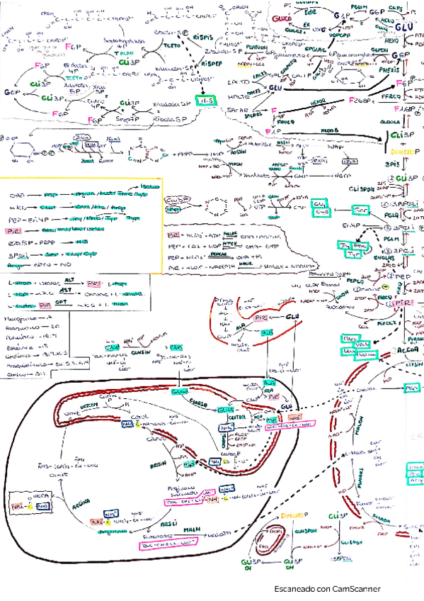 Miniatura del documento ChuletaAndreaSanmamed.pdf