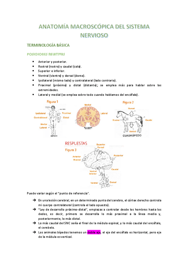 Miniatura del documento apuntes-t4-neuro.pdf