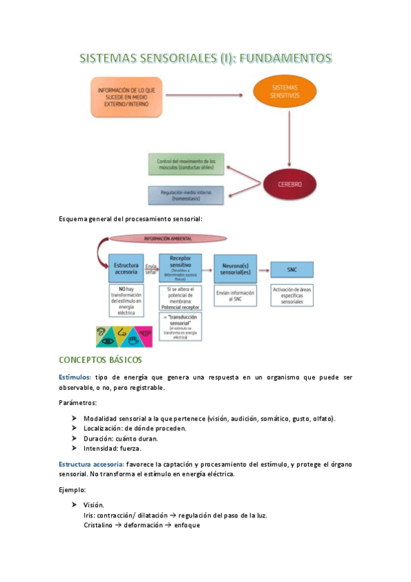Miniatura del documento apuntes-t6-neuro.pdf