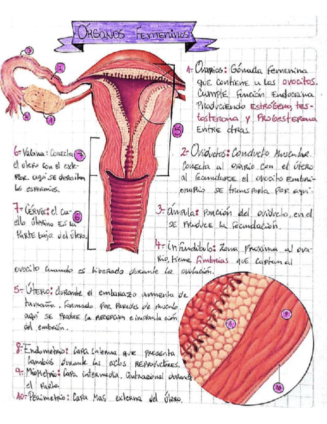 Miniatura del documento Organos-Masculino-y-Femenino.pdf