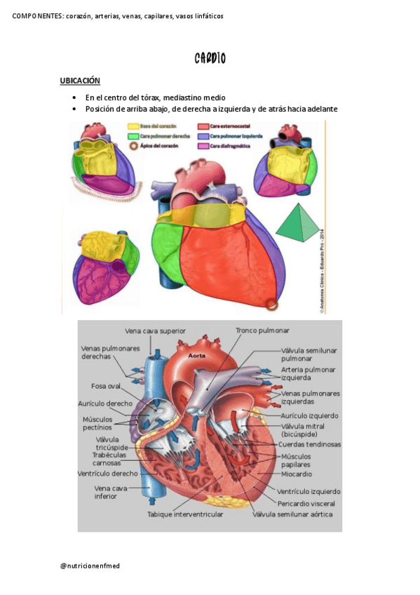 Miniatura del documento CORAZON-Y-MEDIASTINO.pdf