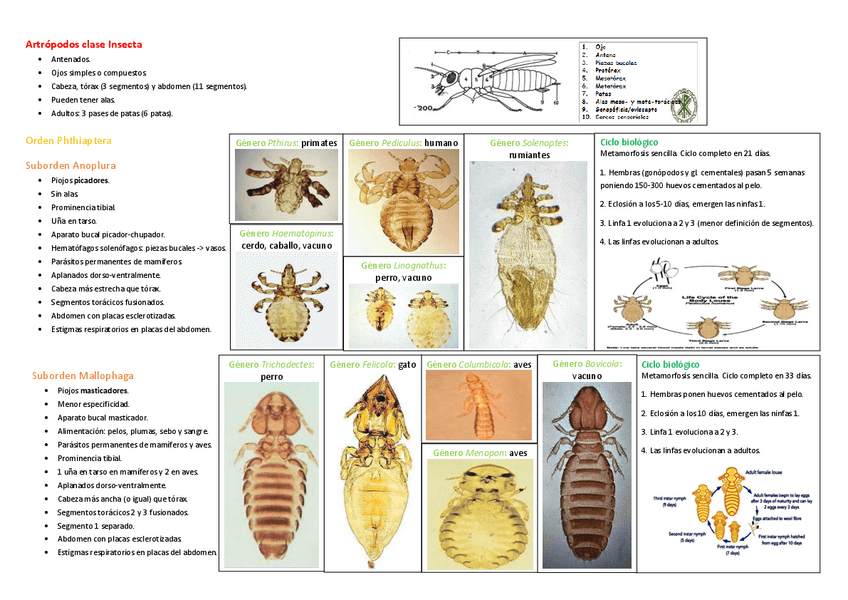 Miniatura del documento Artropodos-clase-Insecta.pdf