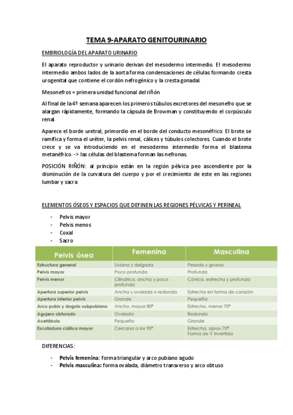 Miniatura del documento Tema-9-ANATOMIA-sistema-urogenital-2.pdf