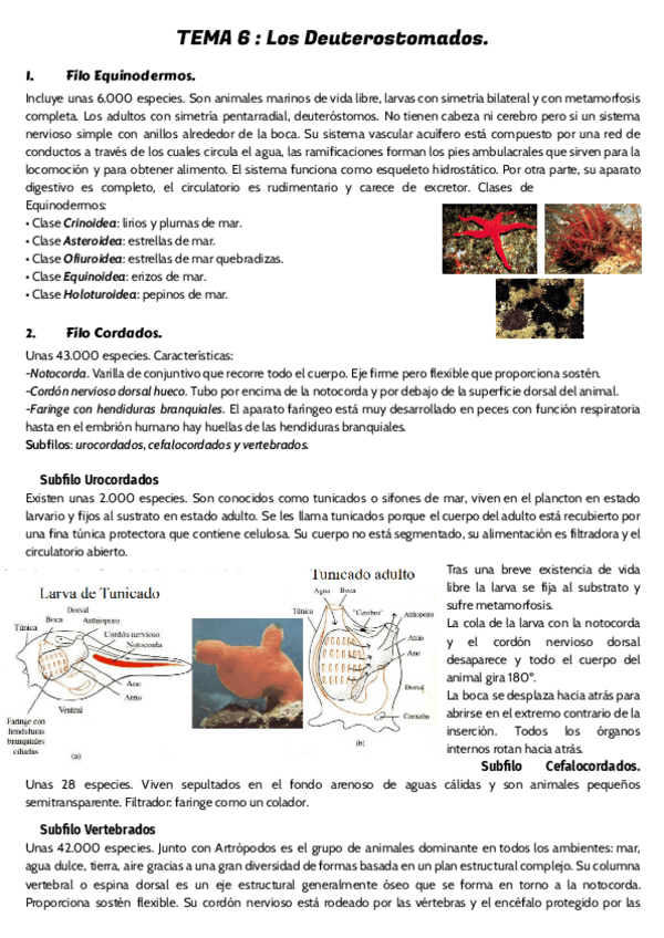 Miniatura del documento TEMA-6-.pdf