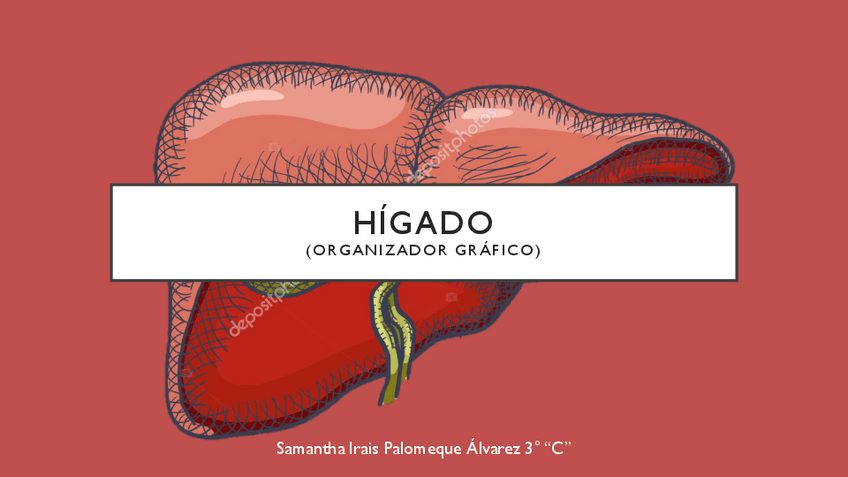 Miniatura del documento Organizador-Grafico-Higado.pdf