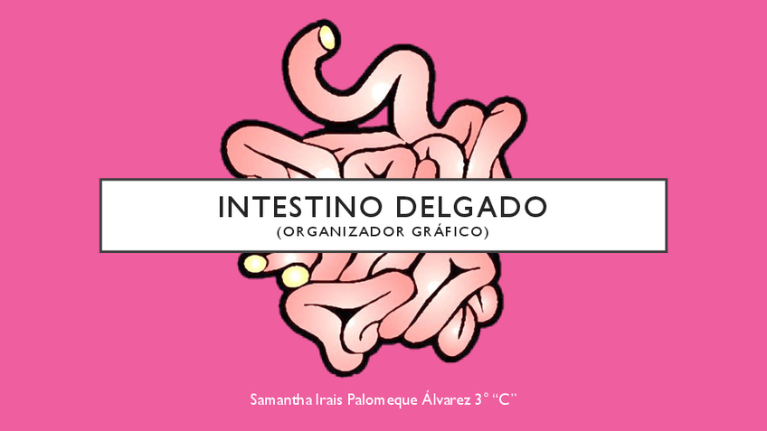Miniatura del documento Organizador-Grafico-Intestino-Delgado.pdf