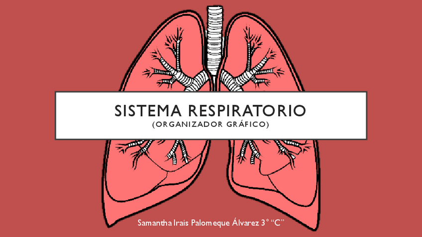 Miniatura del documento Organizador-Grafico-Sistema-Respiratorio.pdf