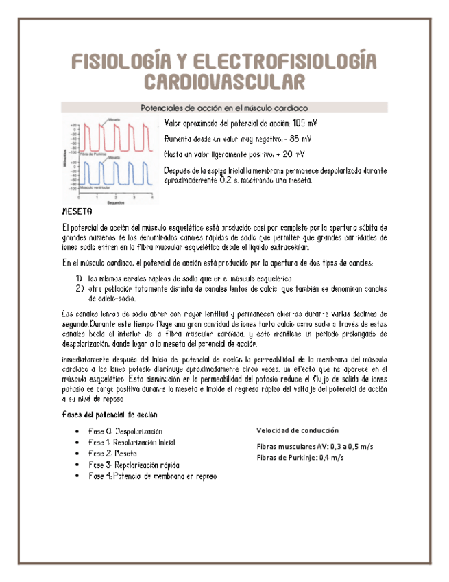 Miniatura del documento fisiologia-y-electrofisiologia-cardiaca.pdf