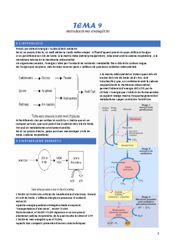 Miniatura del documento tema-9-metabolisme-energetic.pdf