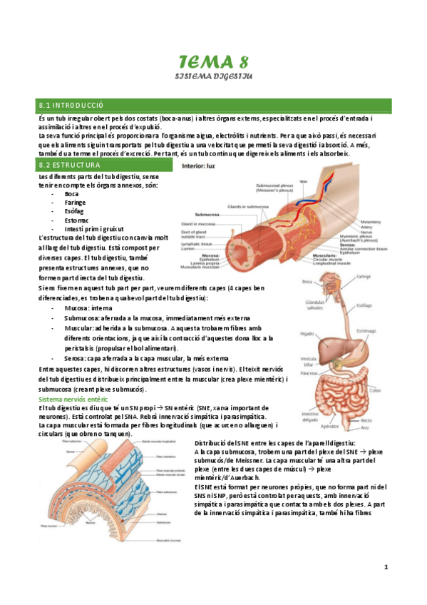 Miniatura del documento tema-8-sistema-digestiu.pdf