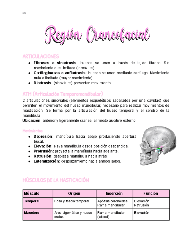 Miniatura del documento Region-Craneofacial.pdf