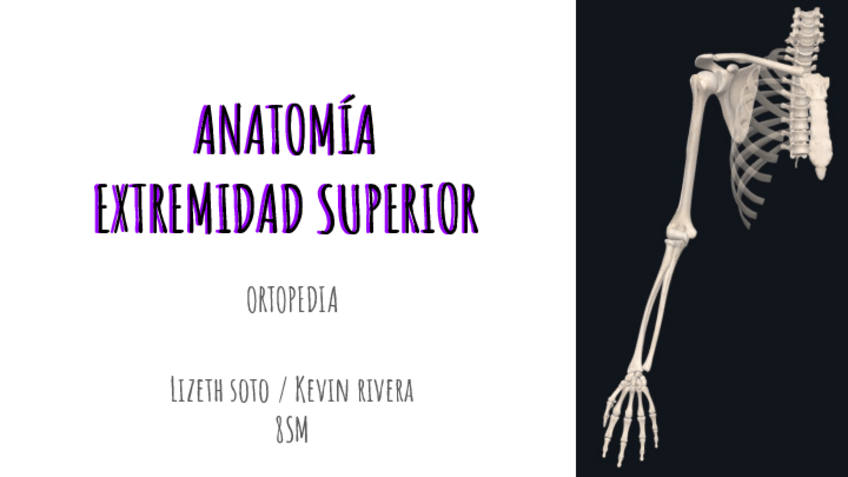 Miniatura del documento 1-ANATOMIA-HUESOS-MUSCULOS-Y-NERVIOS.pdf