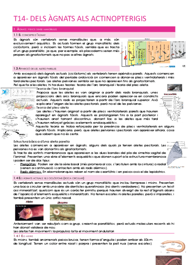 Miniatura del documento T14-DELS-AGNATS-ALS-ACTINOPTERIGIS.pdf