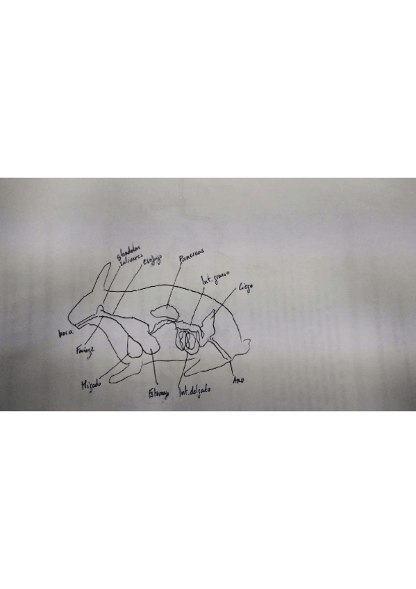 Miniatura del documento Apuntes-Practicas-ganaderia-examen-importante.pdf