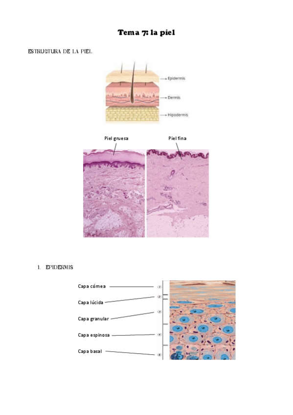 Miniatura del documento Tema-7.pdf