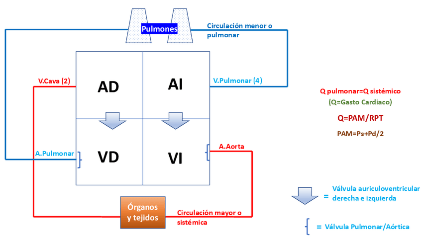 Miniatura del documento Eliminatorias.pdf