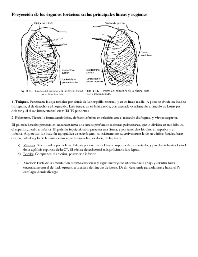 Miniatura del documento EXAMEN-FISICO-RESPIRATORIO.pdf