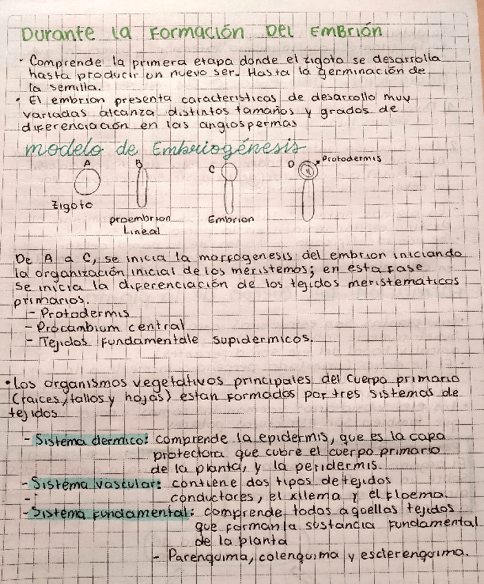 Miniatura del documento MORFOGENESIS-II.pdf