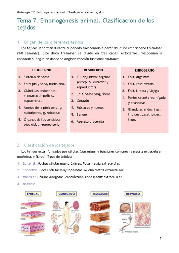 Miniatura del documento HT7. Embriogénesis animal. Clasificación de los tejidos. .pdf