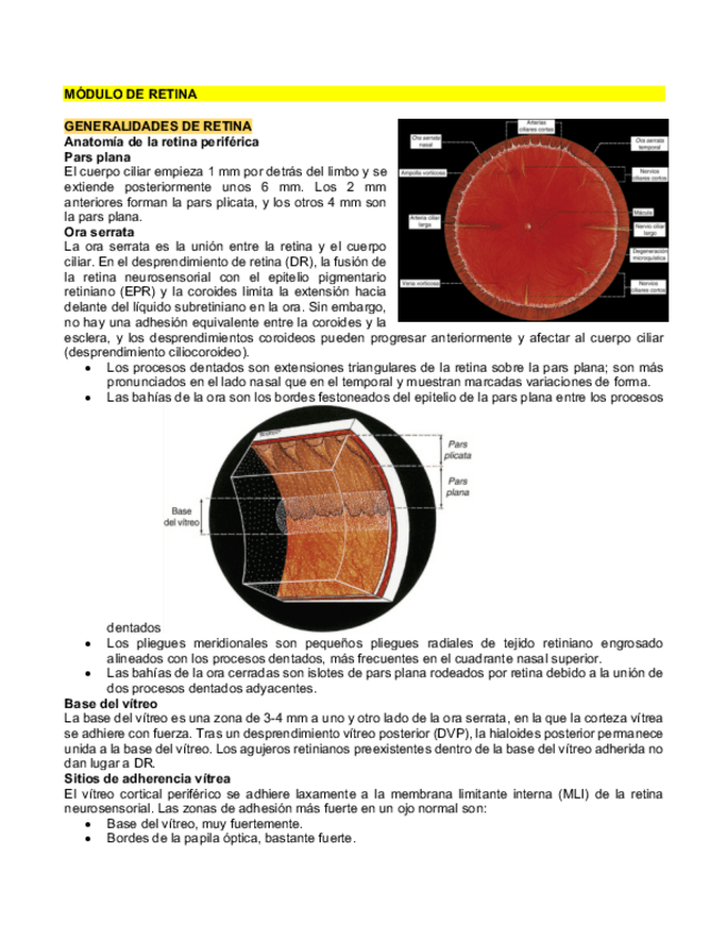 Miniatura del documento MODULO-DE-RETINA.pdf
