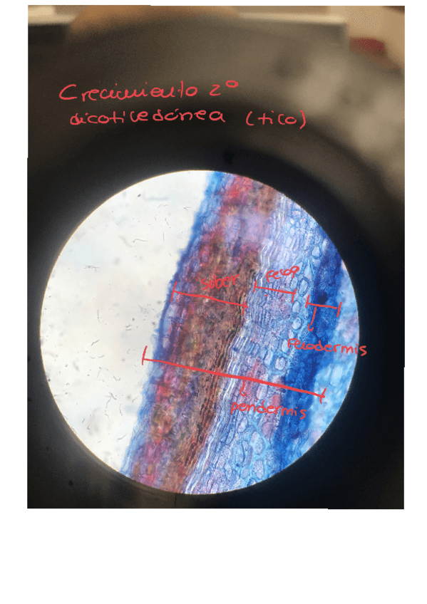 Miniatura del documento Fotos-Celu.pdf