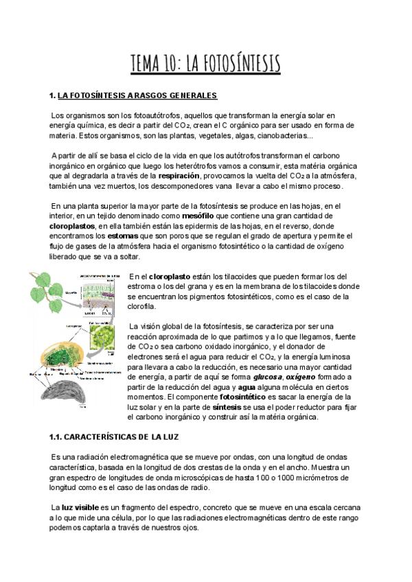 Miniatura del documento TEMA-10-LA-FOTOSINTESIS.pdf