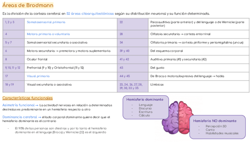 Miniatura del documento Areas-de-Brodmann.pdf