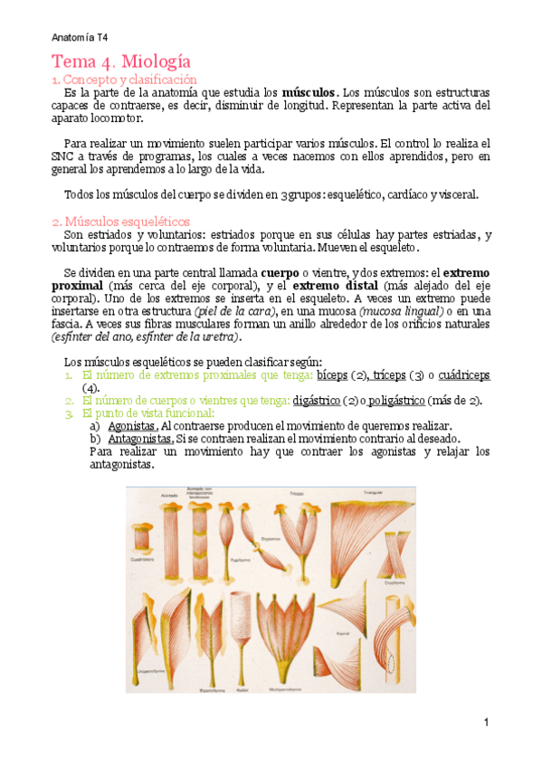 Miniatura del documento MT4. Miología.pdf
