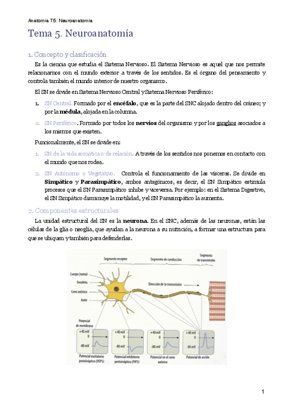 Miniatura del documento MT5. Neuroanatomía .pdf