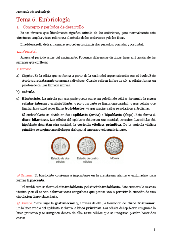 Miniatura del documento MT6. Embriología.pdf