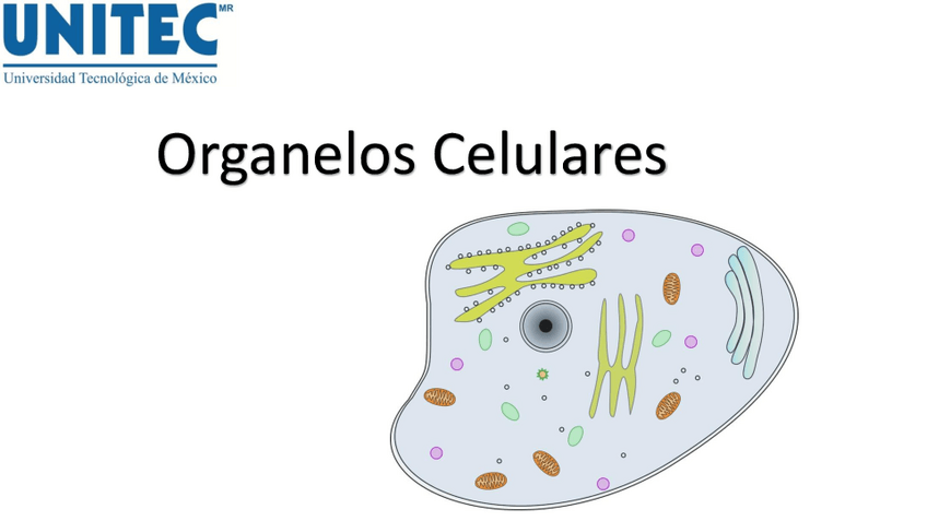 Miniatura del documento Organelos-Celulares-5.pdf