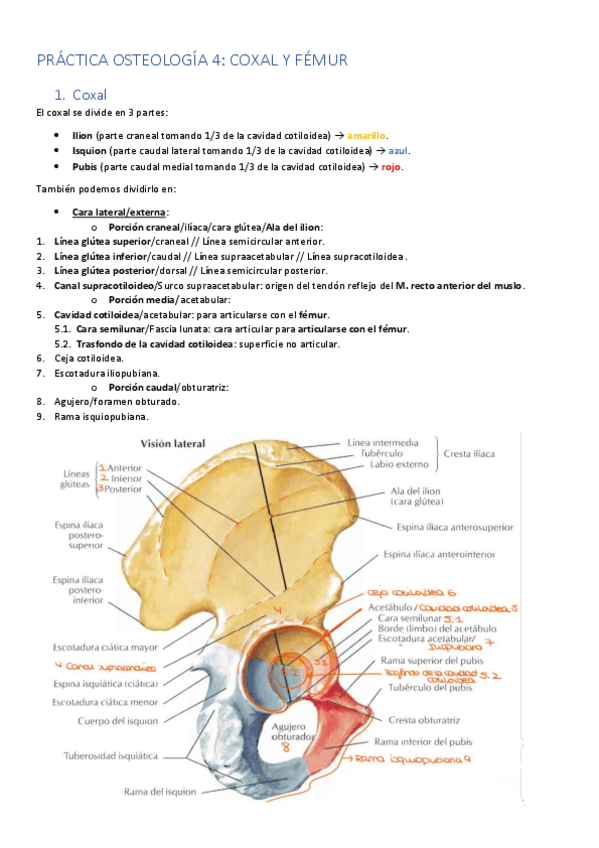 Miniatura del documento PRACTICA-OSTEOLOGIA-4-COXAL-FEMUR.pdf