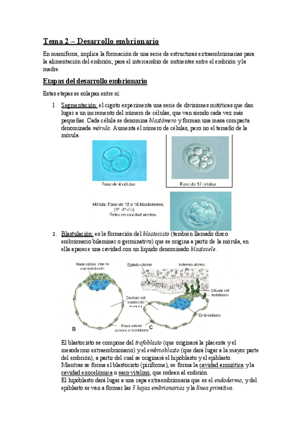 Miniatura del documento TEMA 2 (desarrollo embrionario).pdf