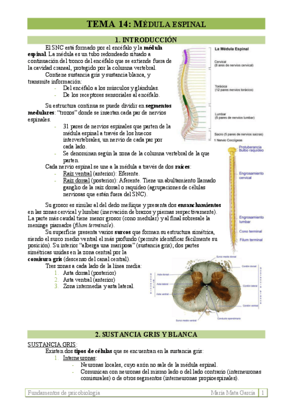 Miniatura del documento TEMA 14. Médula espinal