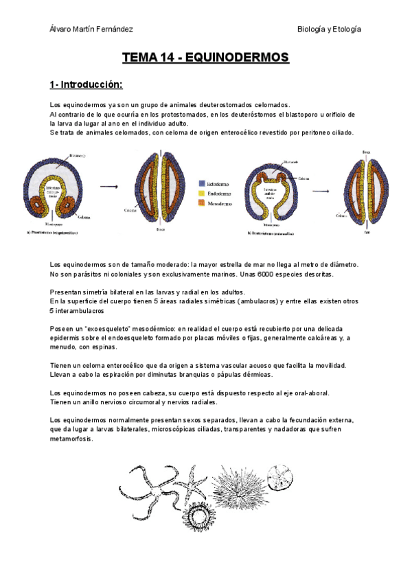 Miniatura del documento TEMA-14-EQUINODERMOS.pdf