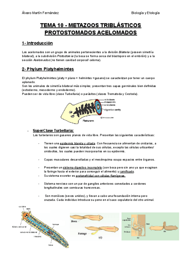 Miniatura del documento TEMA-10-ACELOMADOS.pdf