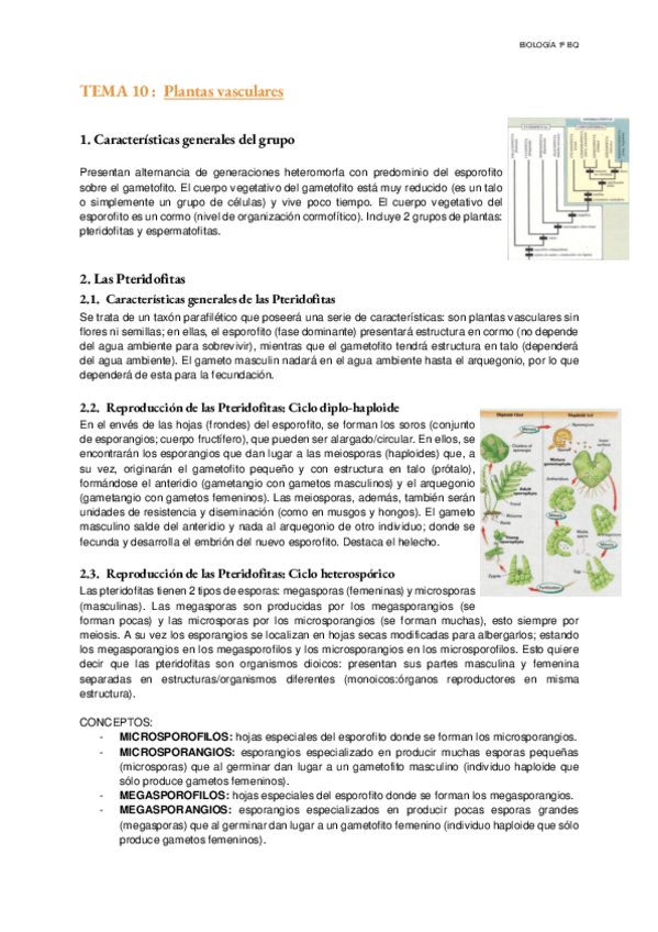 Miniatura del documento Tema-10-Plantas-vasculares.pdf