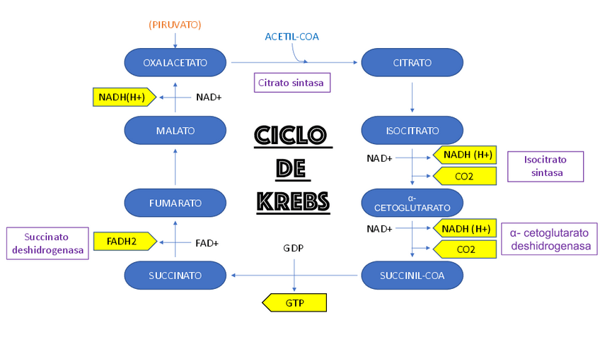 Miniatura del documento LAMINAS-METABOLISMOS-BIOQ-H.pdf