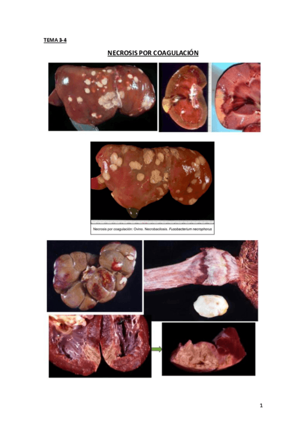 Miniatura del documento imagenes-APG.pdf